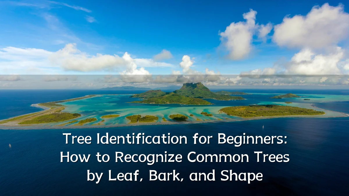 Tree Identification for Beginners: How to Recognize Common Trees by Leaf, Bark, and Shape