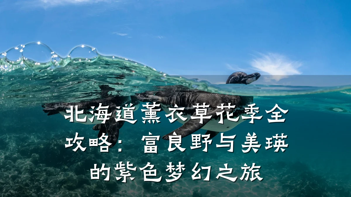 北海道薰衣草花季全攻略：富良野与美瑛的紫色梦幻之旅