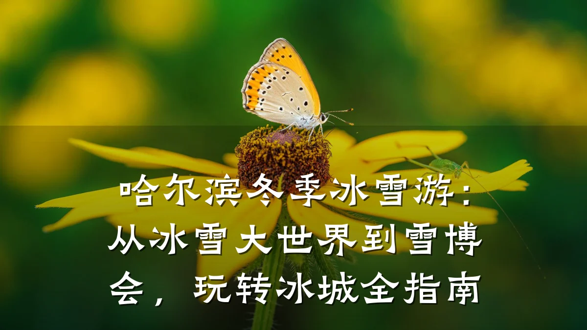 哈尔滨冬季冰雪游:从冰雪大世界到雪博会,玩转冰城全指南