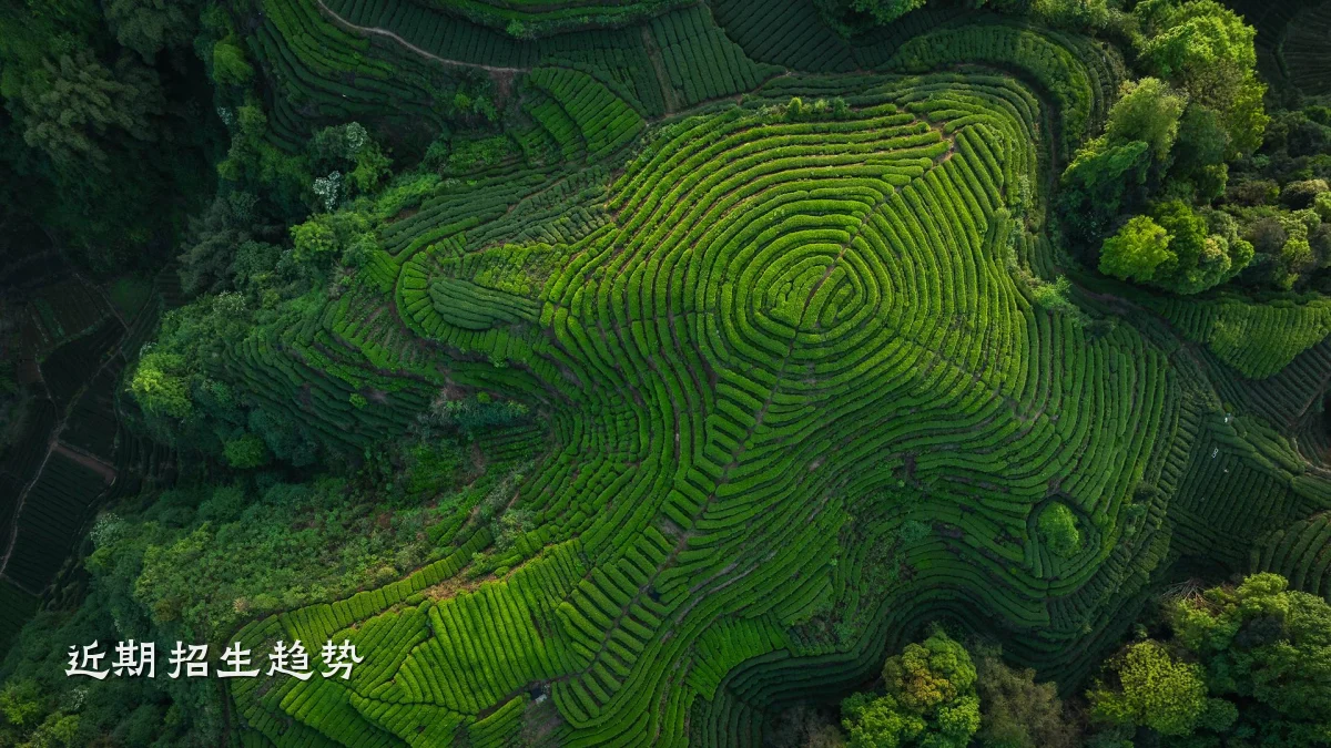 近期招生趋势