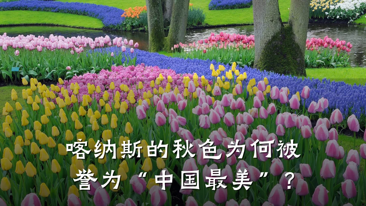 喀纳斯的秋色为何被誉为“中国最美”?