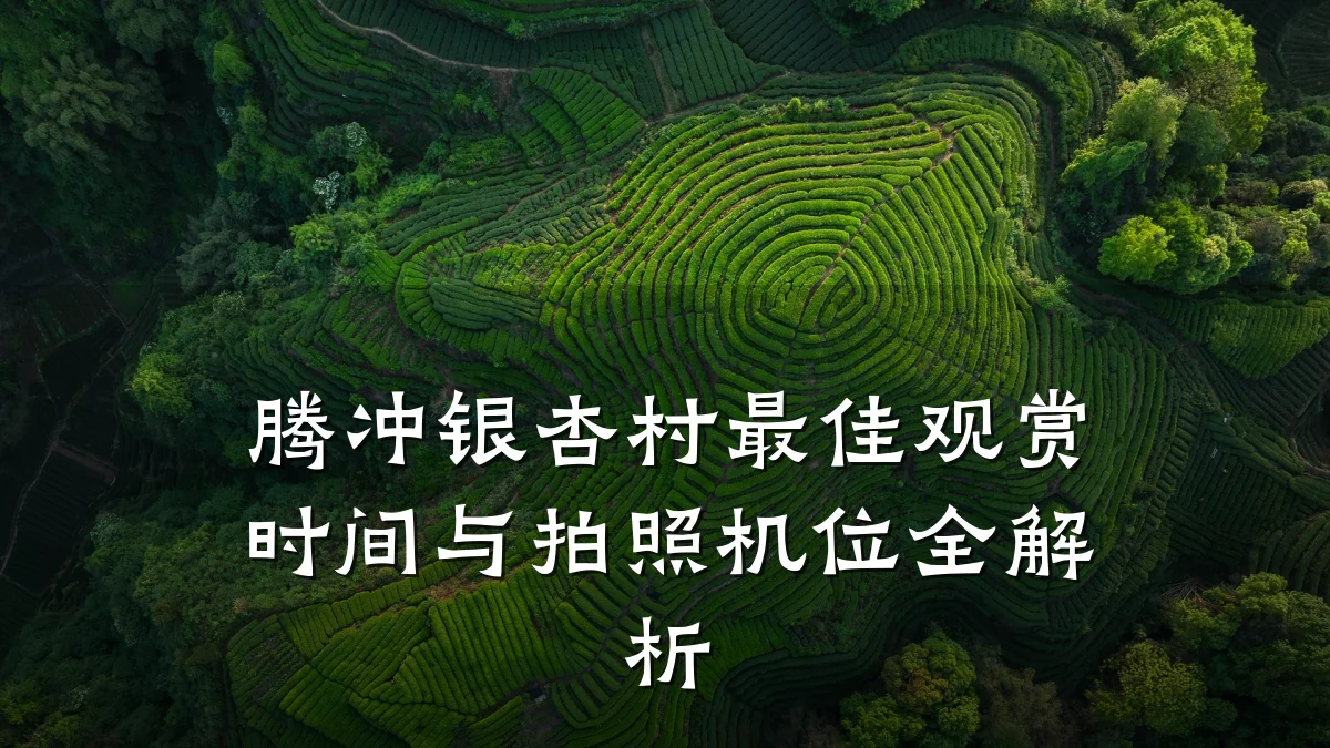 腾冲银杏村最佳观赏时间与拍照机位全解析