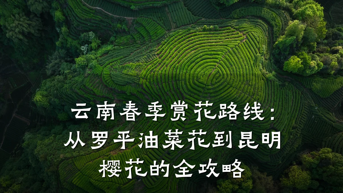 云南春季赏花路线:从罗平油菜花到昆明樱花的全攻略