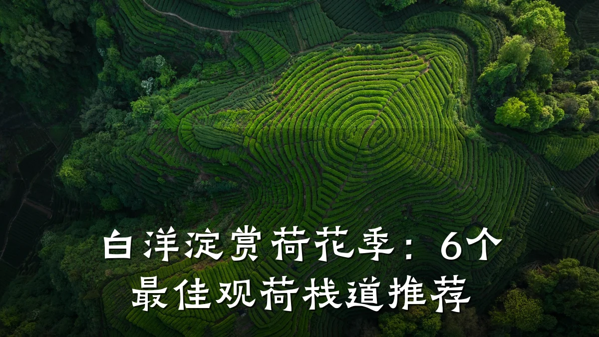 白洋淀赏荷花季:6个最佳观荷栈道推荐
