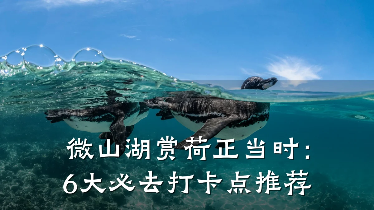 微山湖赏荷正当时:6大必去打卡点推荐
