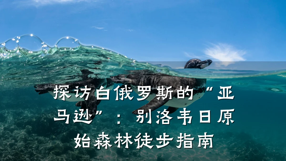 探访白俄罗斯的“亚马逊”:别洛韦日原始森林徒步指南