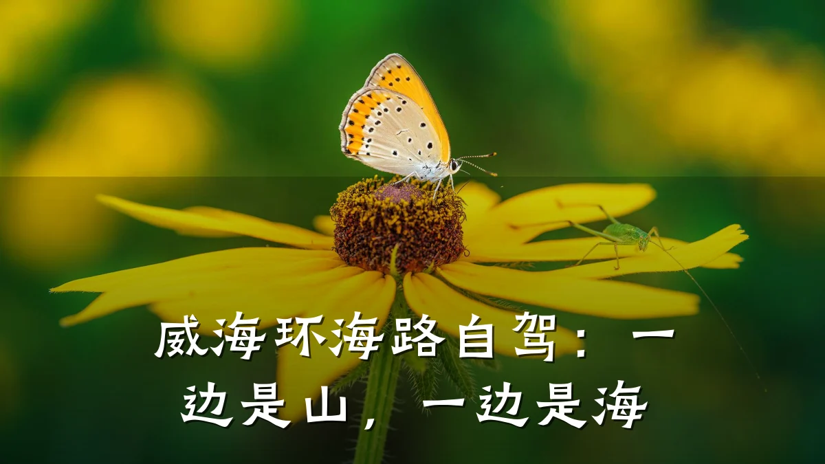 威海环海路自驾：一边是山，一边是海