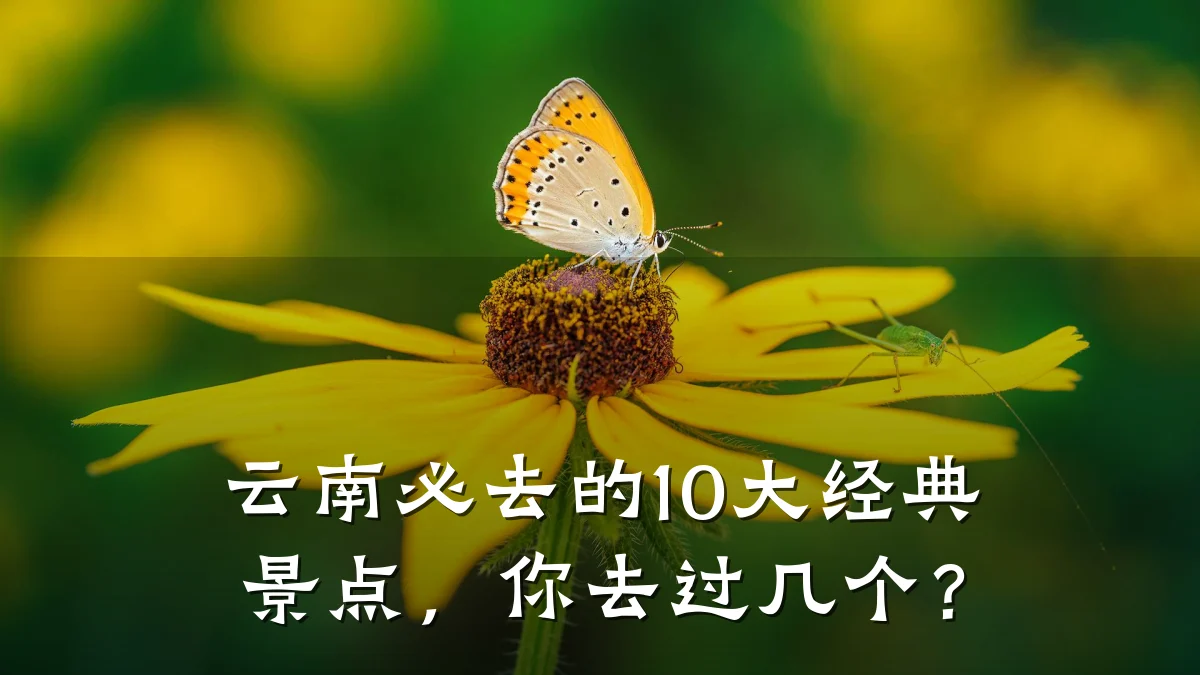 云南必去的10大经典景点，你去过几个？