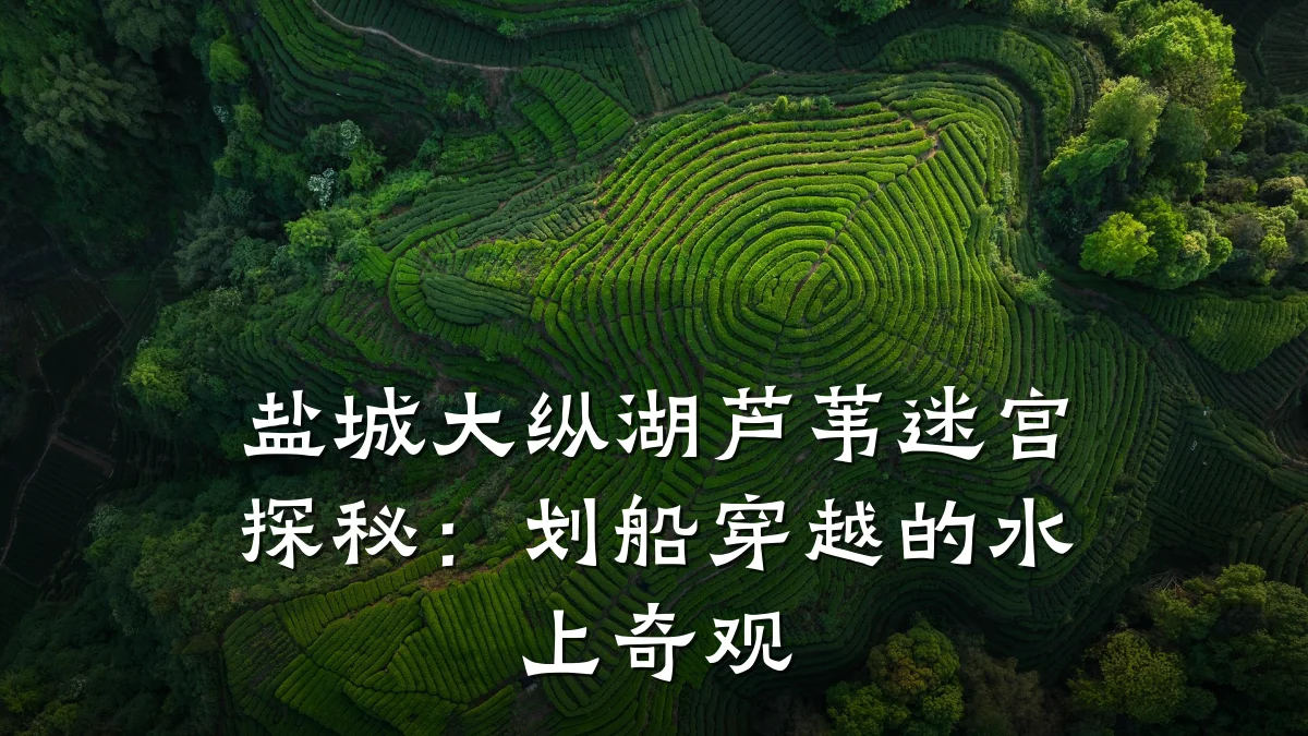 盐城大纵湖芦苇迷宫探秘：划船穿越的水上奇观