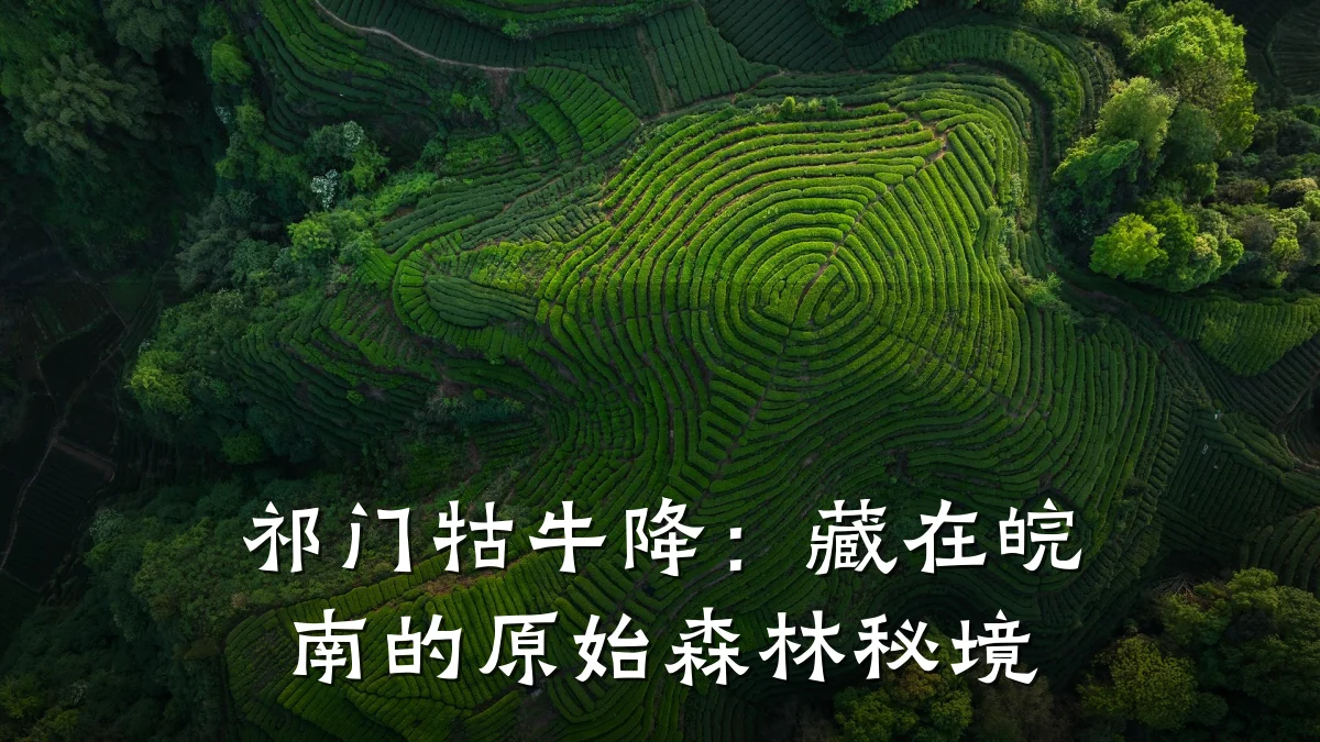 祁门牯牛降：藏在皖南的原始森林秘境