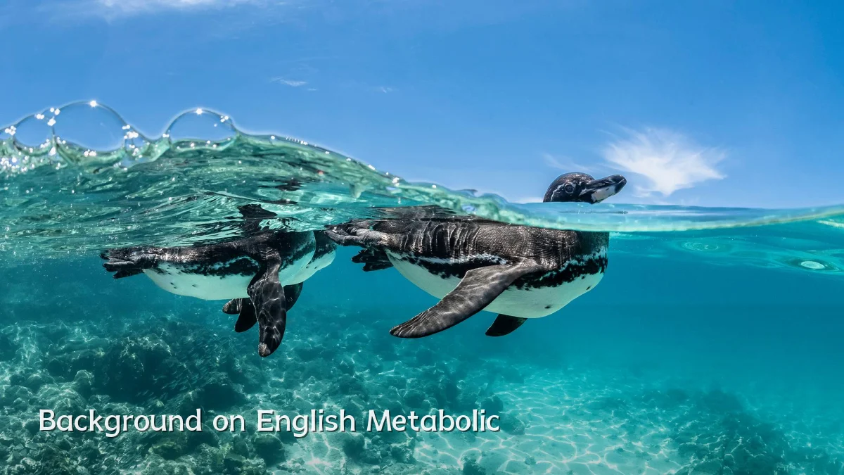 Background on English Metabolic