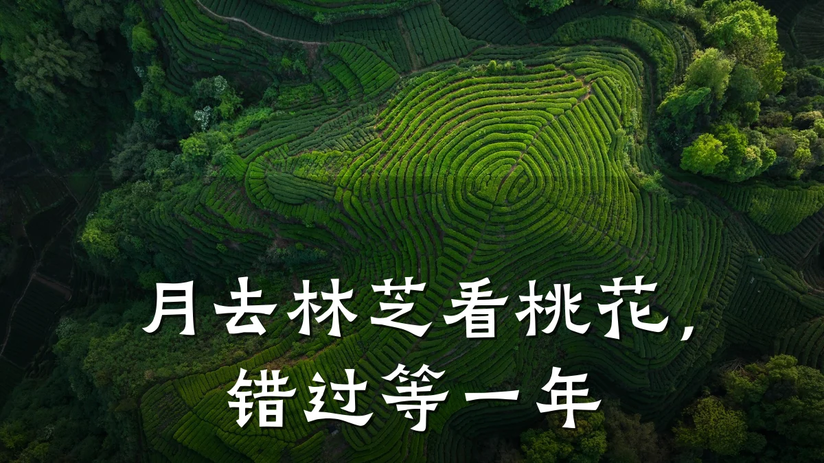 月去林芝看桃花，错过等一年