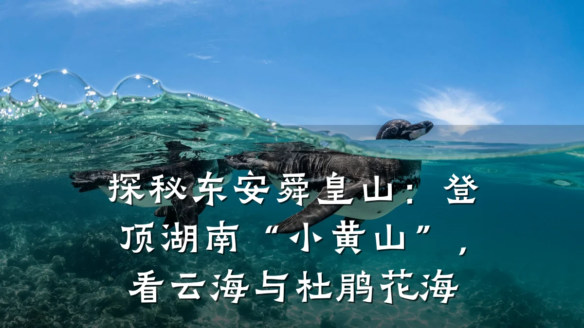 探秘东安舜皇山:登顶湖南“小黄山”,看云海与杜鹃花海